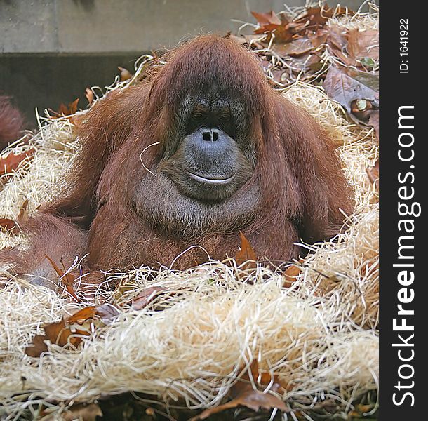 Portrait of Nice Female Orangutan. Portrait of Nice Female Orangutan