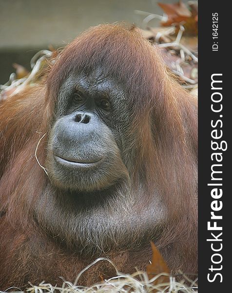 Portrait of Nice Female Orangutan. Portrait of Nice Female Orangutan