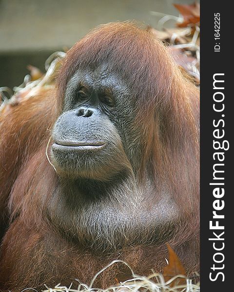 Portrait of Nice Female Orangutan. Portrait of Nice Female Orangutan