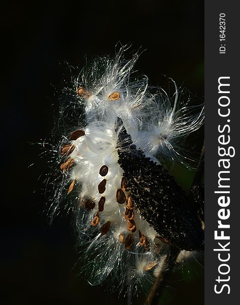 Silky milkweed seeds ready to blow in the wind