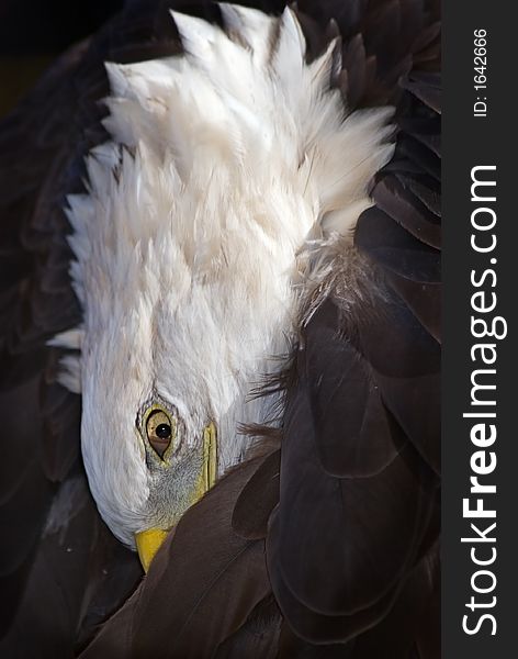 American Bald Eagle (Haliaeetus leucocephalus) preens - focus on eye/beak area