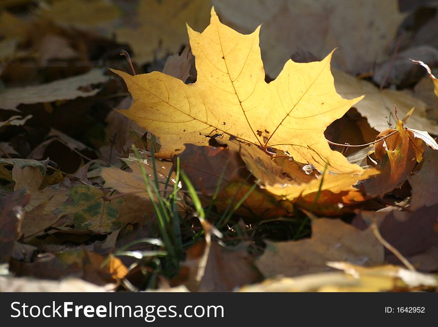 Autumn Yellow