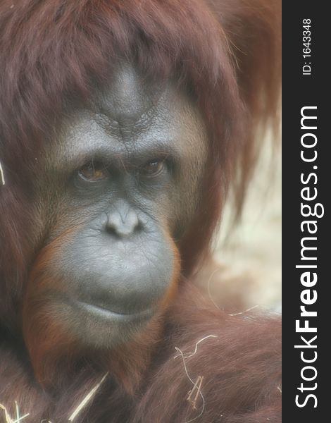 Orangutan ~1~