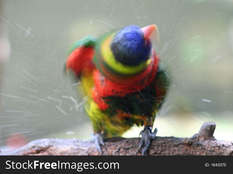 Photo of a little bird shaking off water