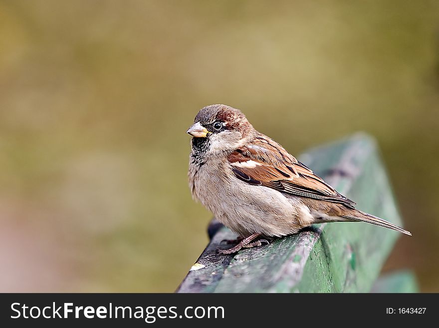 brown sparrow in park on wooden bench