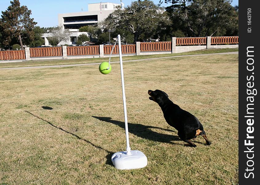 Tanker the wonder dog playing tetherball. Tanker the wonder dog playing tetherball