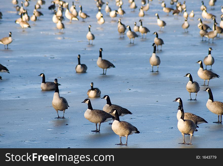 Flock of Geese on Ice