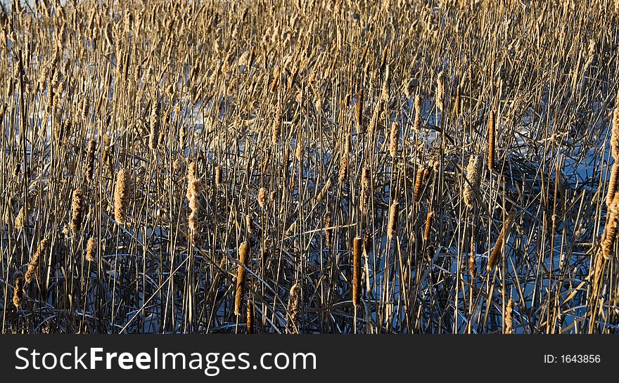 Fields of dried reeds in winter illuminated by the setting sun. Fields of dried reeds in winter illuminated by the setting sun.