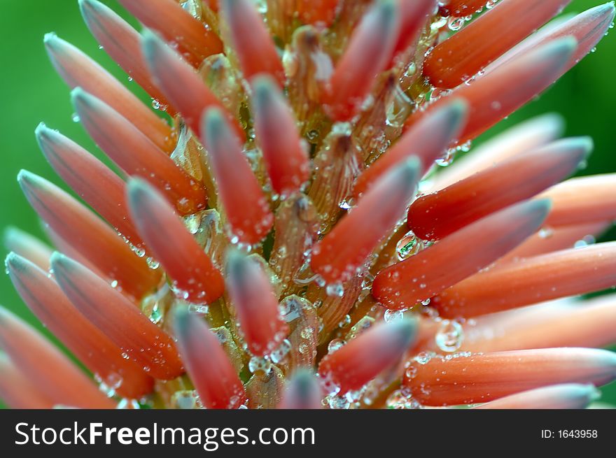 Closeup shot of a tropical flower after a shower, intentionally blurred on the sides