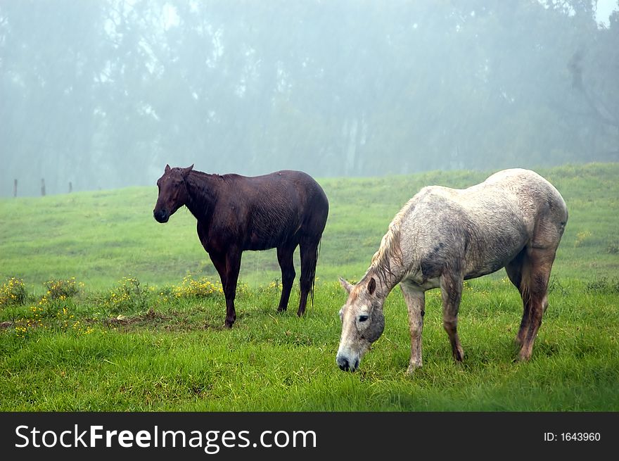 Two Horses gazing tirelessly during a heavy rain. Two Horses gazing tirelessly during a heavy rain