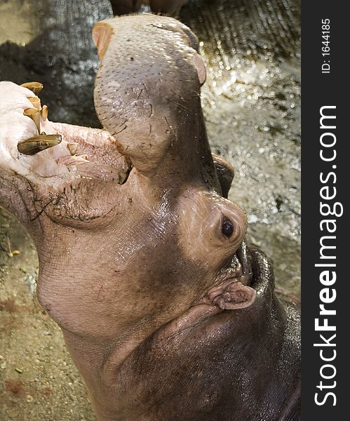 Hippopotamus in Yangon Zoo (Myanmar)