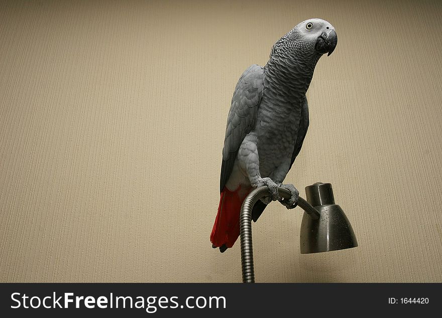 African grey parrot sitting on a lamp (Psittacus erithacus)