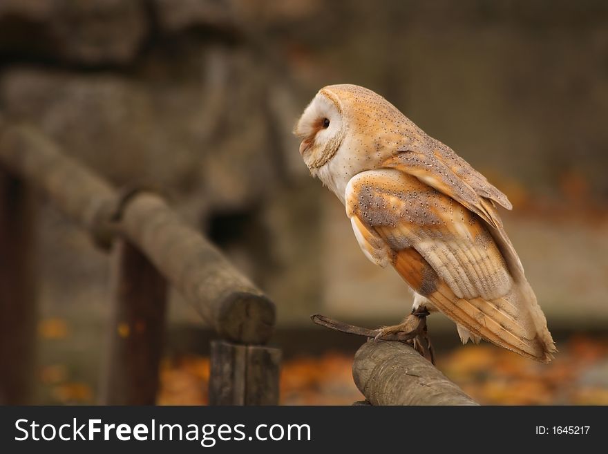 A tawny owl presented during an exhibition of birds of prey