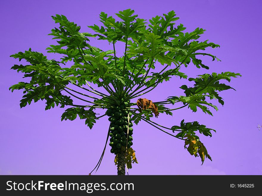 Papaya Tree With Purplish Skies