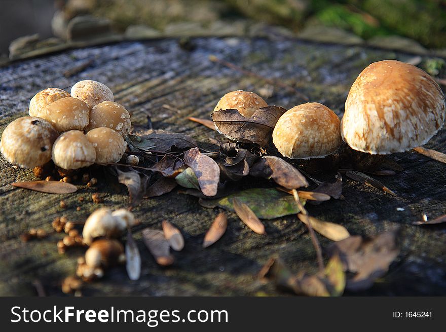 Mushrooms on stump