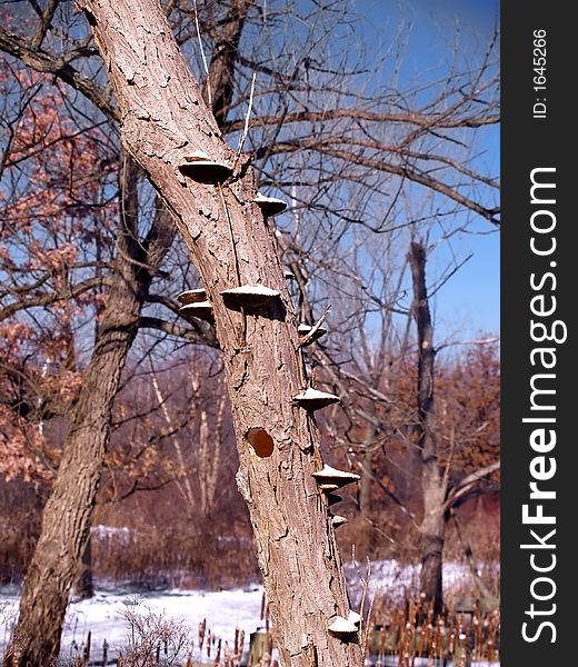 Winter woodpecker home in a dormant tree in winter. Winter woodpecker home in a dormant tree in winter