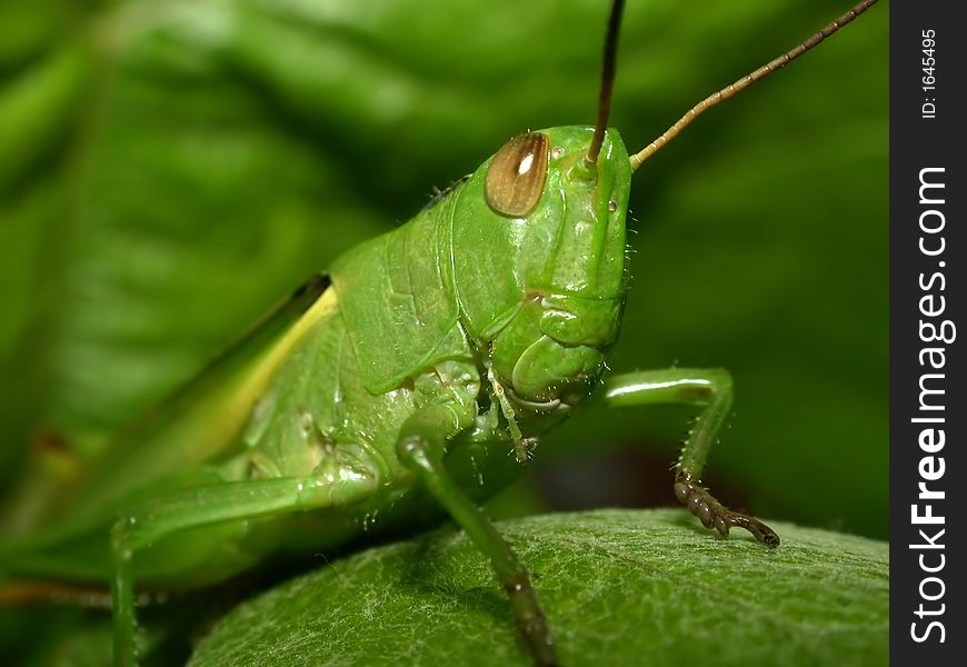 Grasshopper siting on green leaf