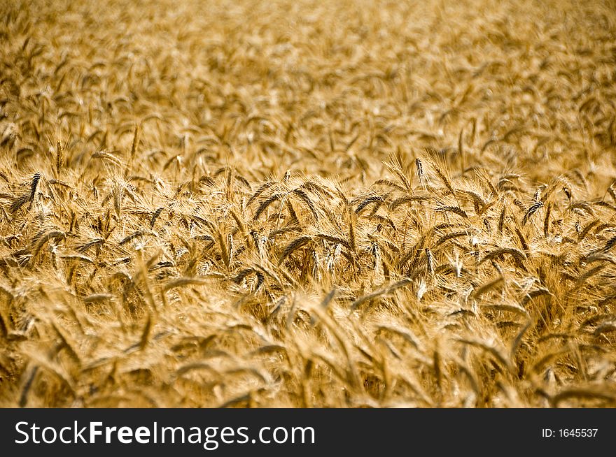 Golden rye ears shining in the sunshine.