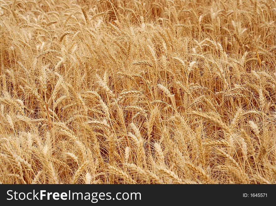 Wheat field in harvest time