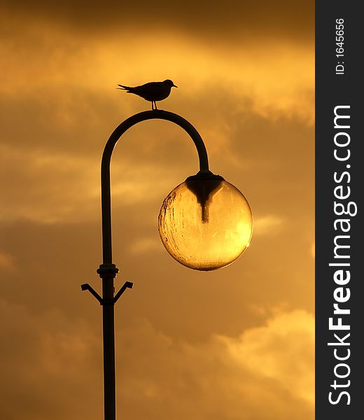 A seagull perched on a street lamp against a sunset. A seagull perched on a street lamp against a sunset