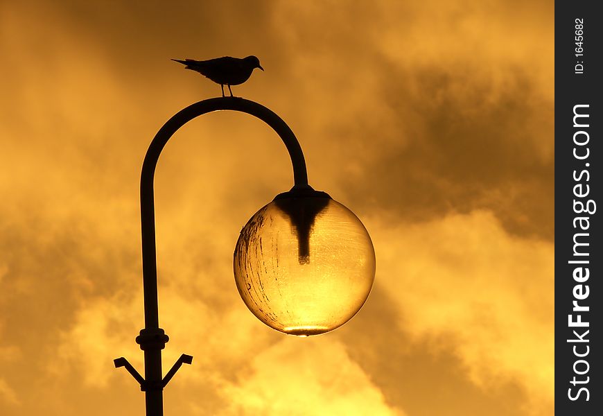 A seagull perched on a street lamp against a sunset. A seagull perched on a street lamp against a sunset