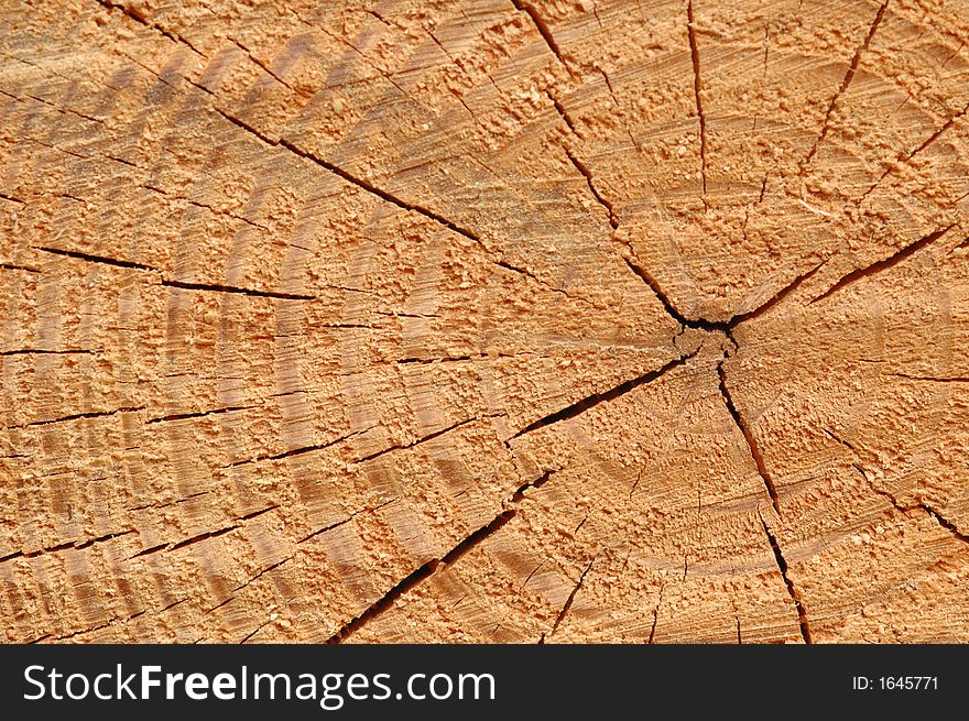 Tree rings in freshly cut lumber shows the passage of time. Tree rings in freshly cut lumber shows the passage of time