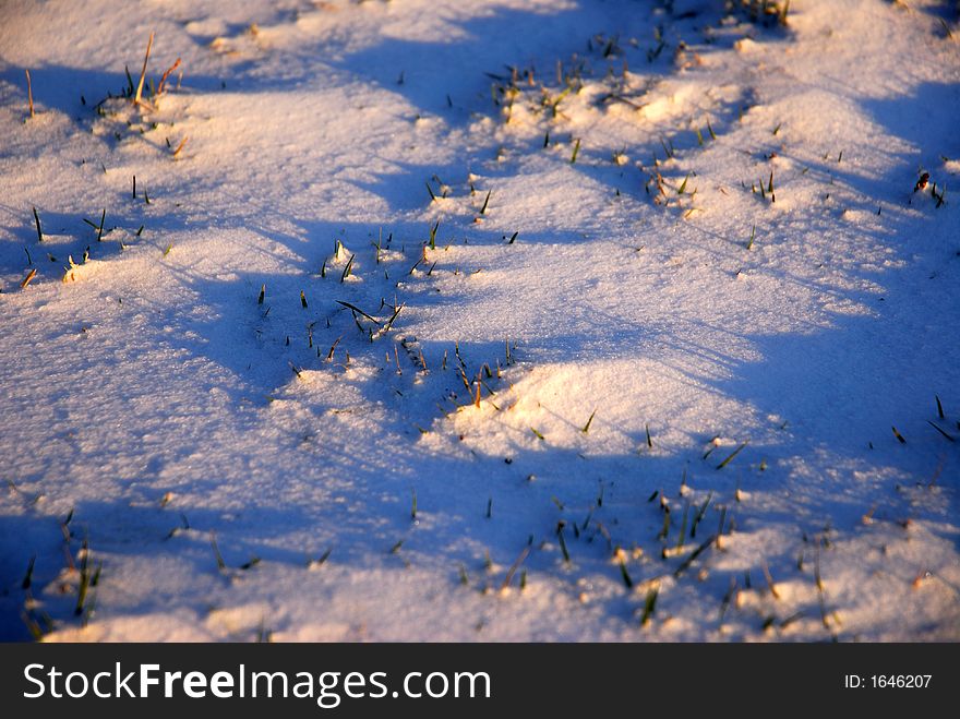 Grass poking through an early winter snow.