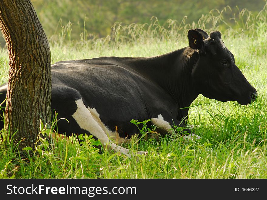 A dairy cow under a tree after giving birth to her two calfs. A dairy cow under a tree after giving birth to her two calfs