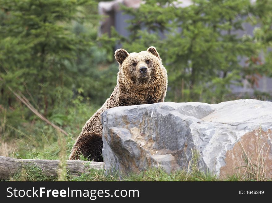 Lovely brown bear behind a stone looking up 001