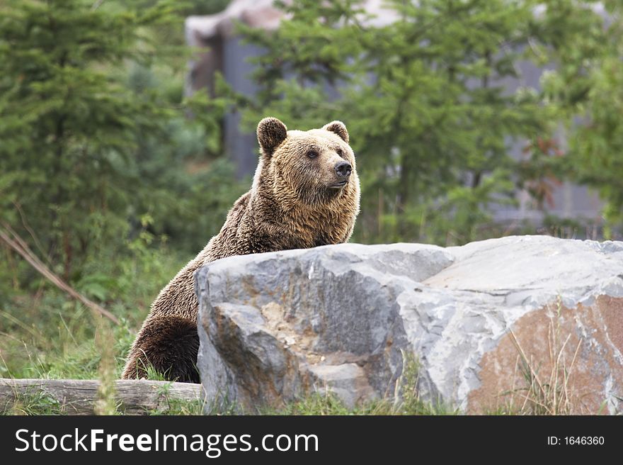 Lovely brown bear behind a stone looking up 002