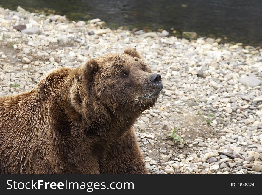 Head of a powerful grizzly looking up - landscape format 001