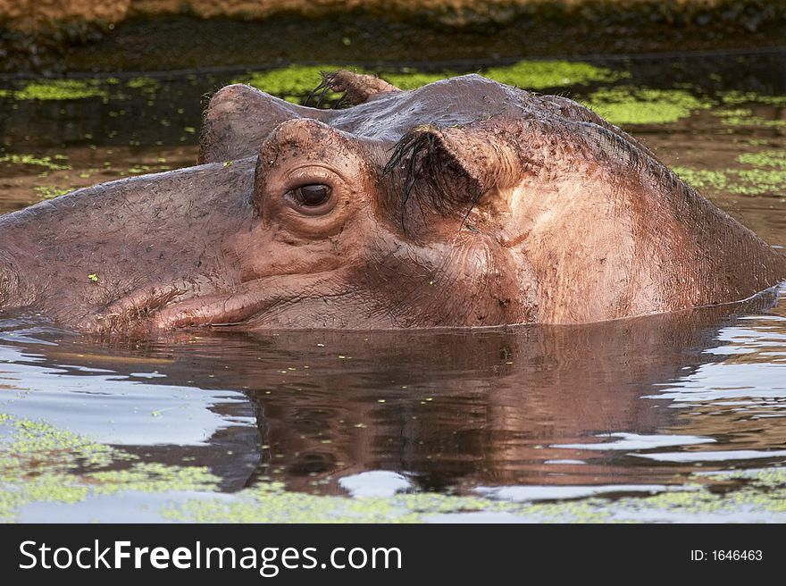 Hippopotamus (hippo) in water - head looking out