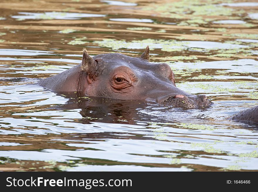 Hippopotamus (hippo) in water - head looking out