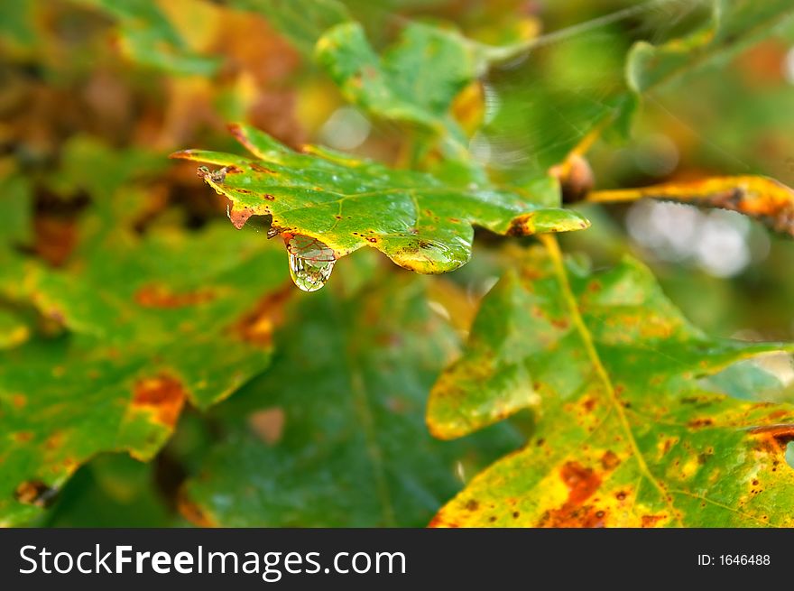 Dew-drop on oak leaves in an autumn morning. Dew-drop on oak leaves in an autumn morning