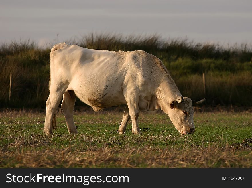 Cow eating grass in a farm field