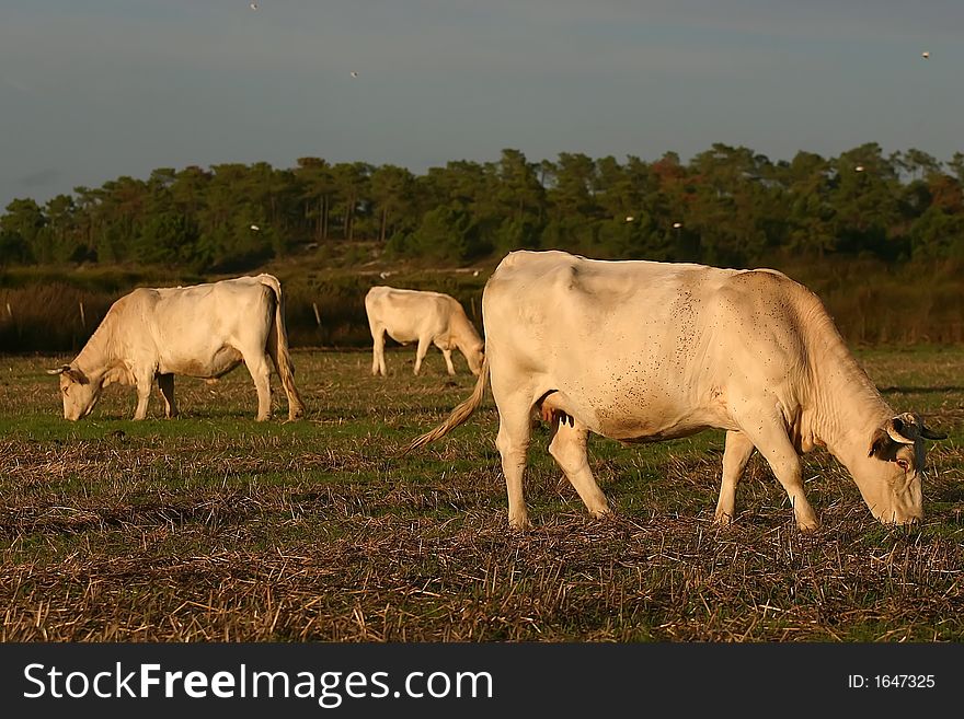 Cow eating  grass in a farm field