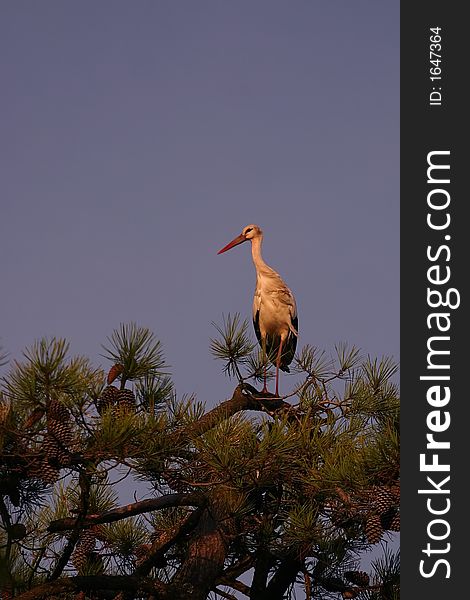 Some wild stork looking at us, on his tree