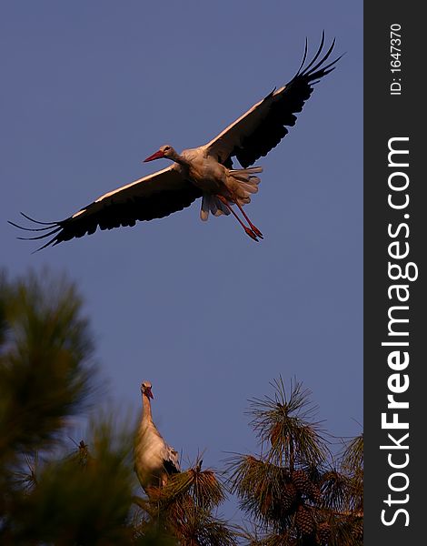 Some wild stork looking at us, on his tree