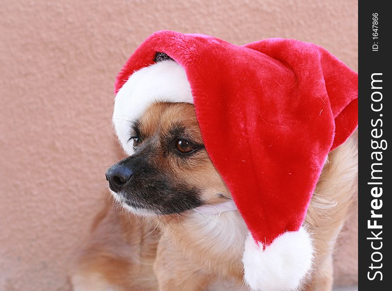 Dog all ready for the holidays wearing his santa hat. Dog all ready for the holidays wearing his santa hat