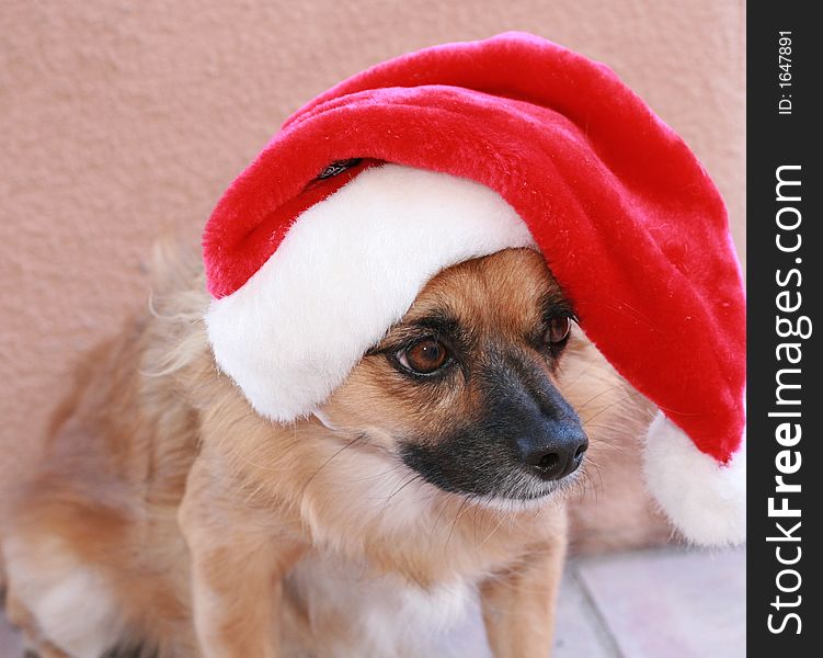 Friendly dog annoyed with wearing a hat for the holidays. Friendly dog annoyed with wearing a hat for the holidays