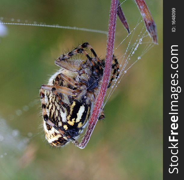 Spider in spider web of dew in the morning day