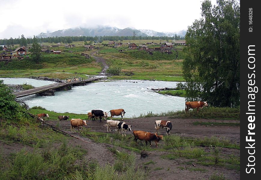 Morning cows walking across the bridge