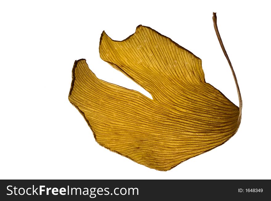 Herbs - dried ginkgo biloba leaf. isolated on white