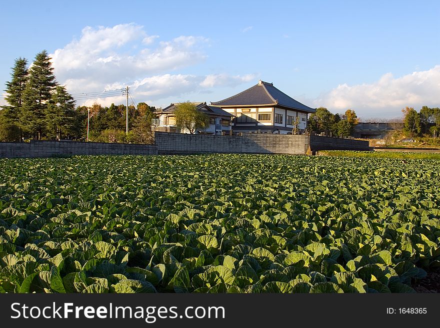 Cabbage patch near a Buddhist temple in rural Japan