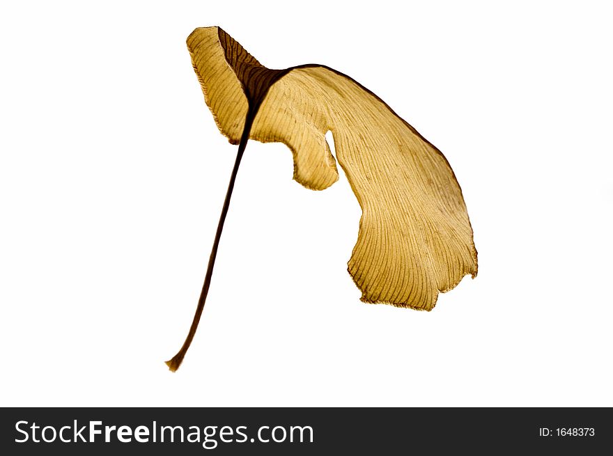 Herbs - dried ginkgo biloba leaf. isolated on white