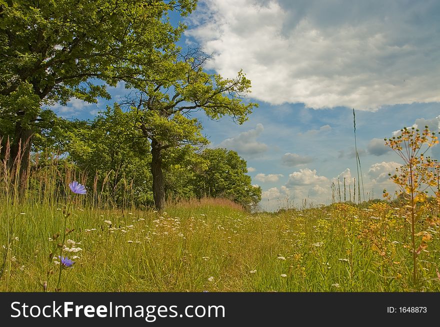 Sunny summer vibrant landscape shot. Sunny summer vibrant landscape shot