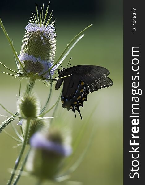 Swallowtail Butterfly