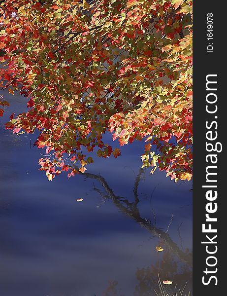 Bright autumn leaves reflectingg in a pool of water. Bright autumn leaves reflectingg in a pool of water