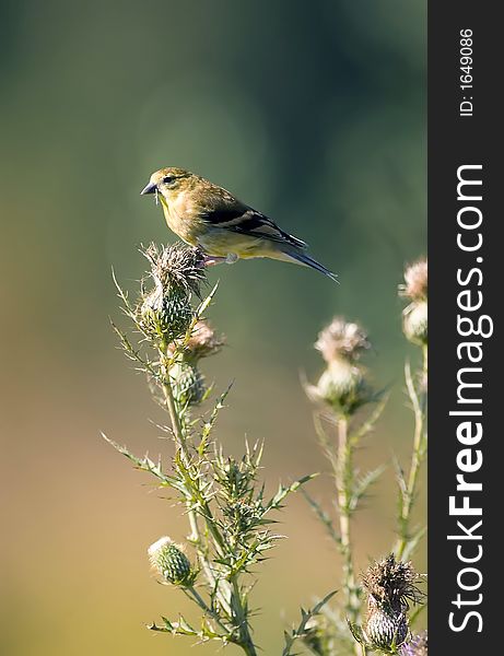 Goldfinch enjoying thistle seeds for lunch at Muscatuck NWR in Indiana. Goldfinch enjoying thistle seeds for lunch at Muscatuck NWR in Indiana.