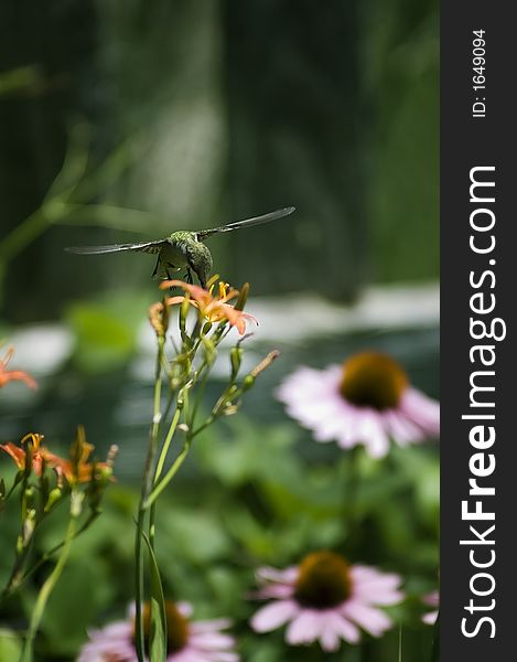 Ruby-Throated Hummingbird has lunch on a Blackberry lilly.